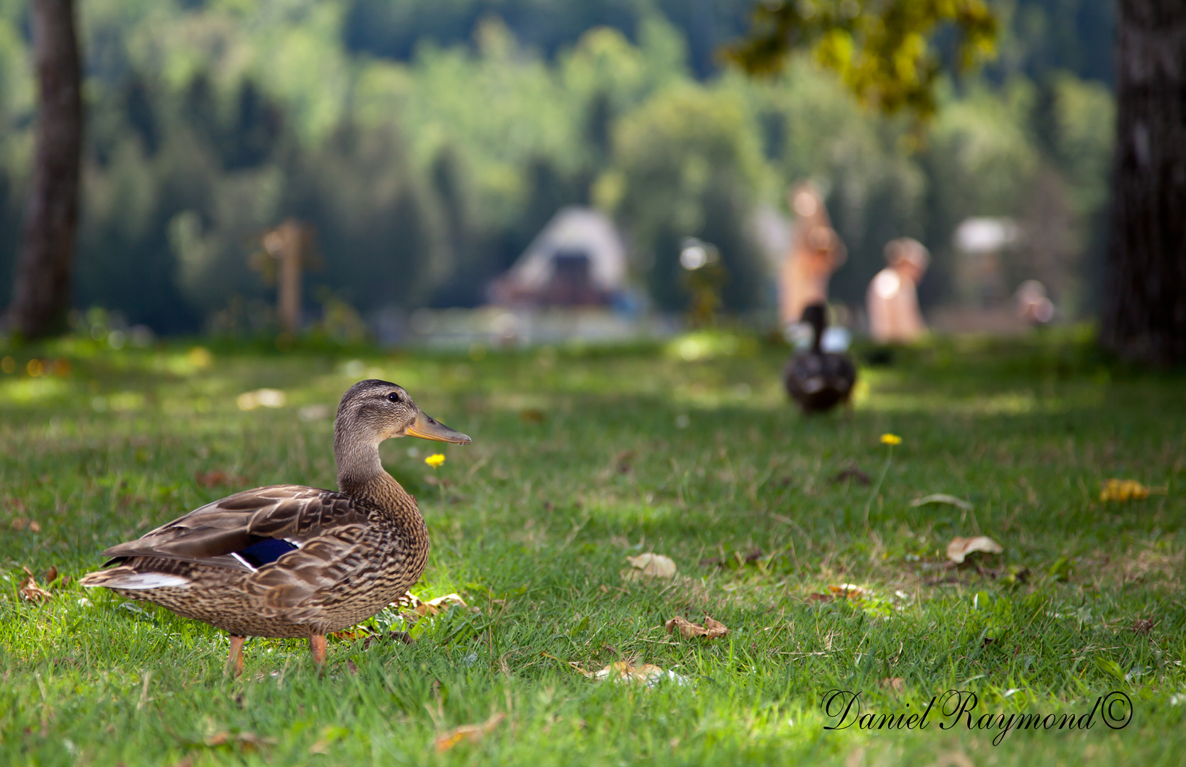 Canard