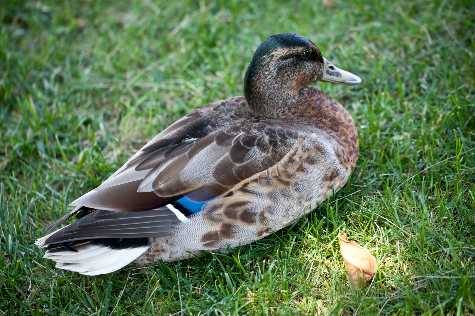 canard