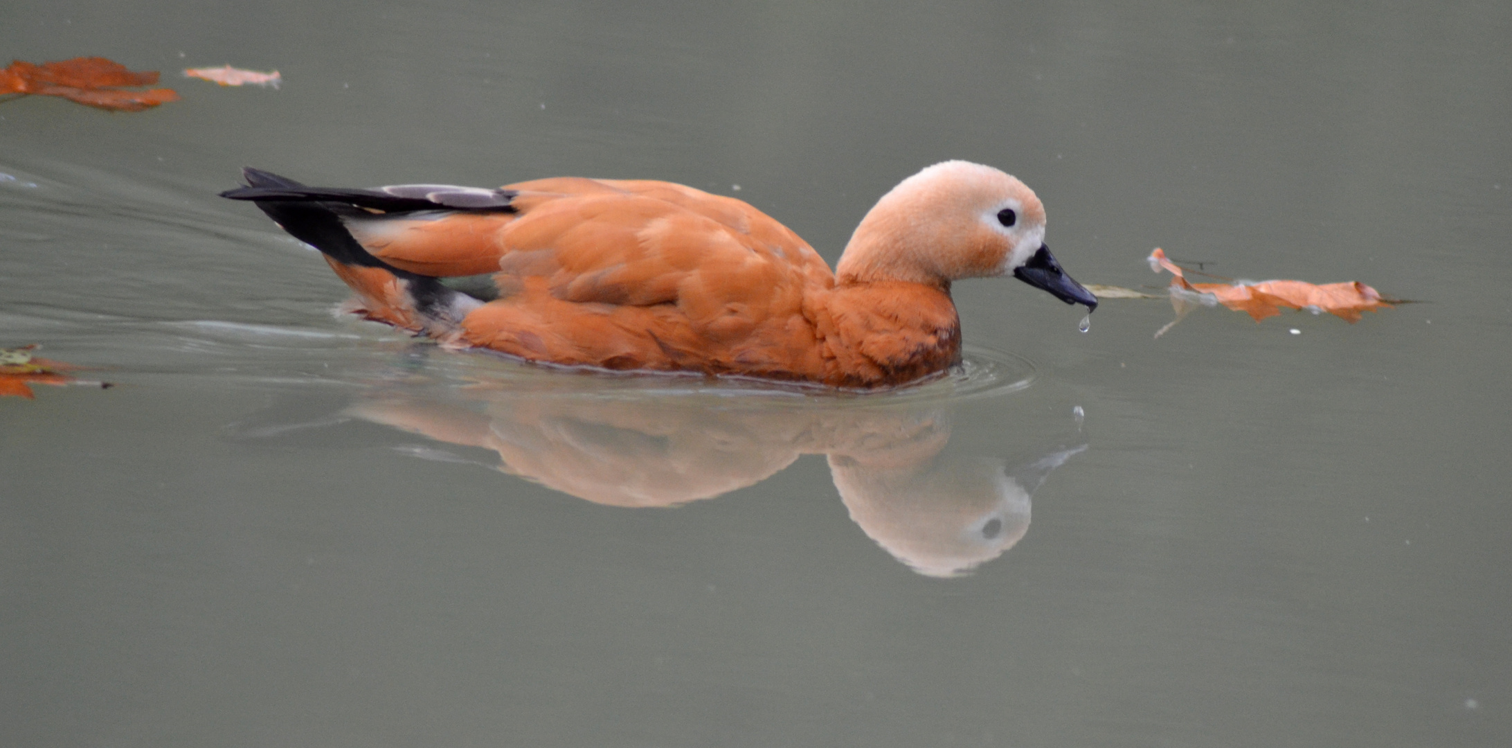 canard d'automne