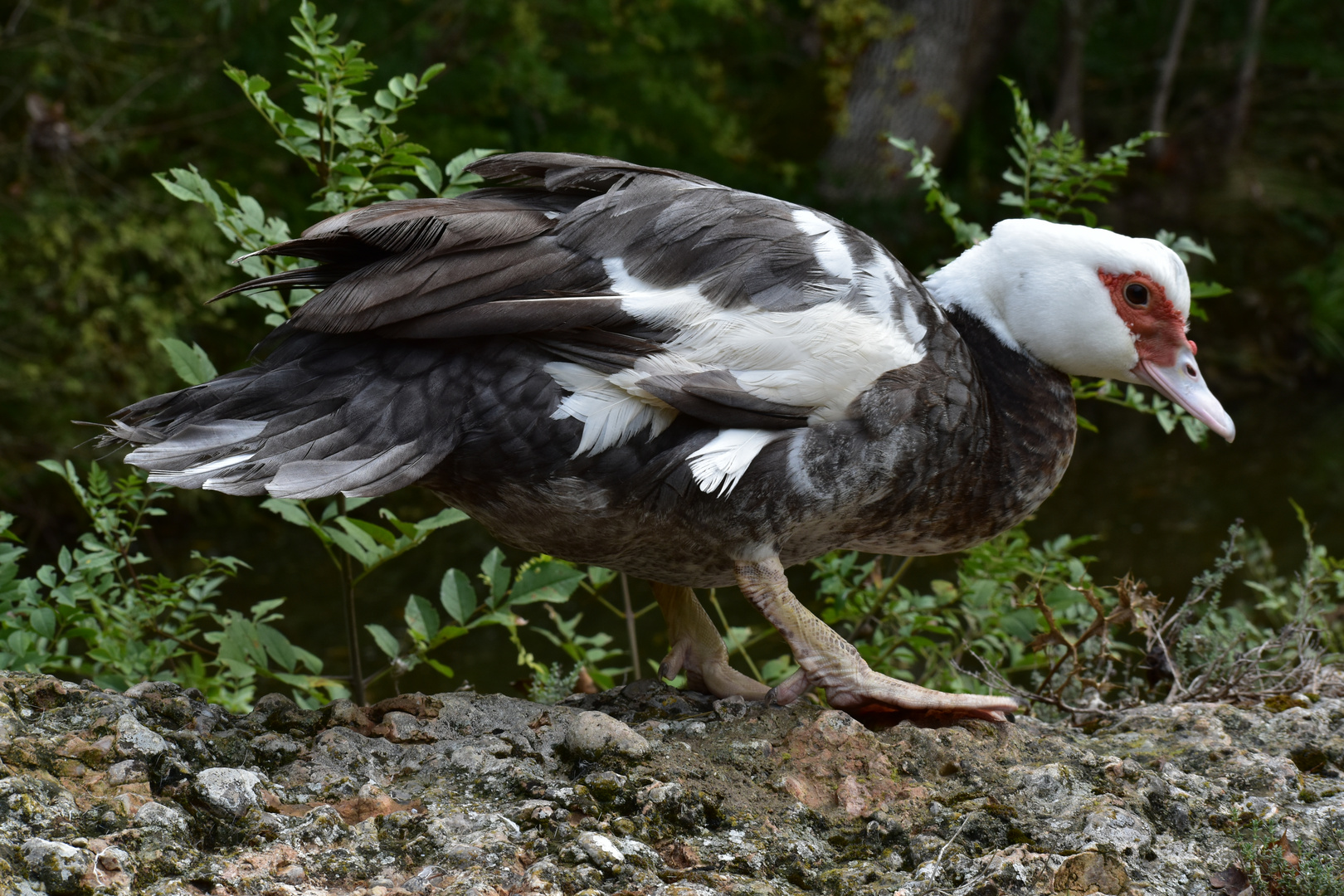 Canard de Barbarie