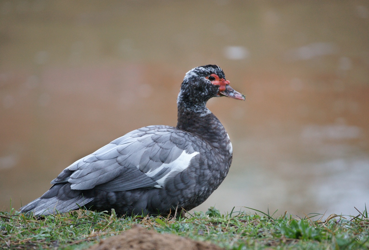 Canard de barbarie