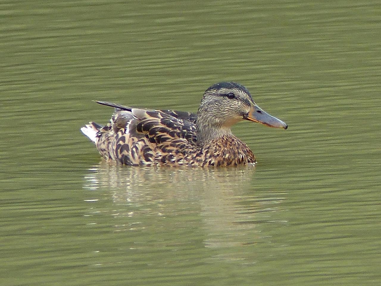 canard d'eau douce