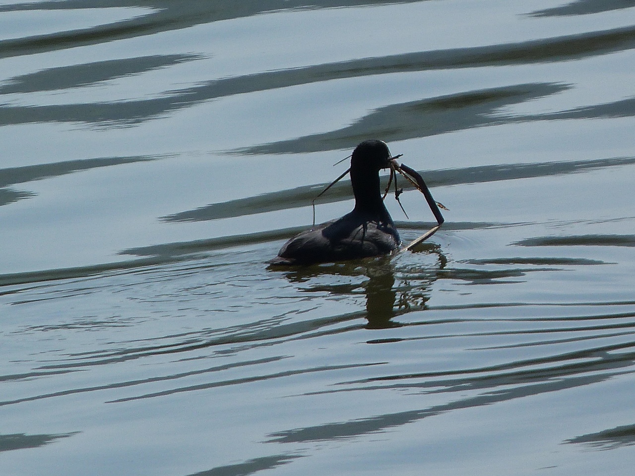 canard d'eau douce