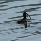 canard d'eau douce