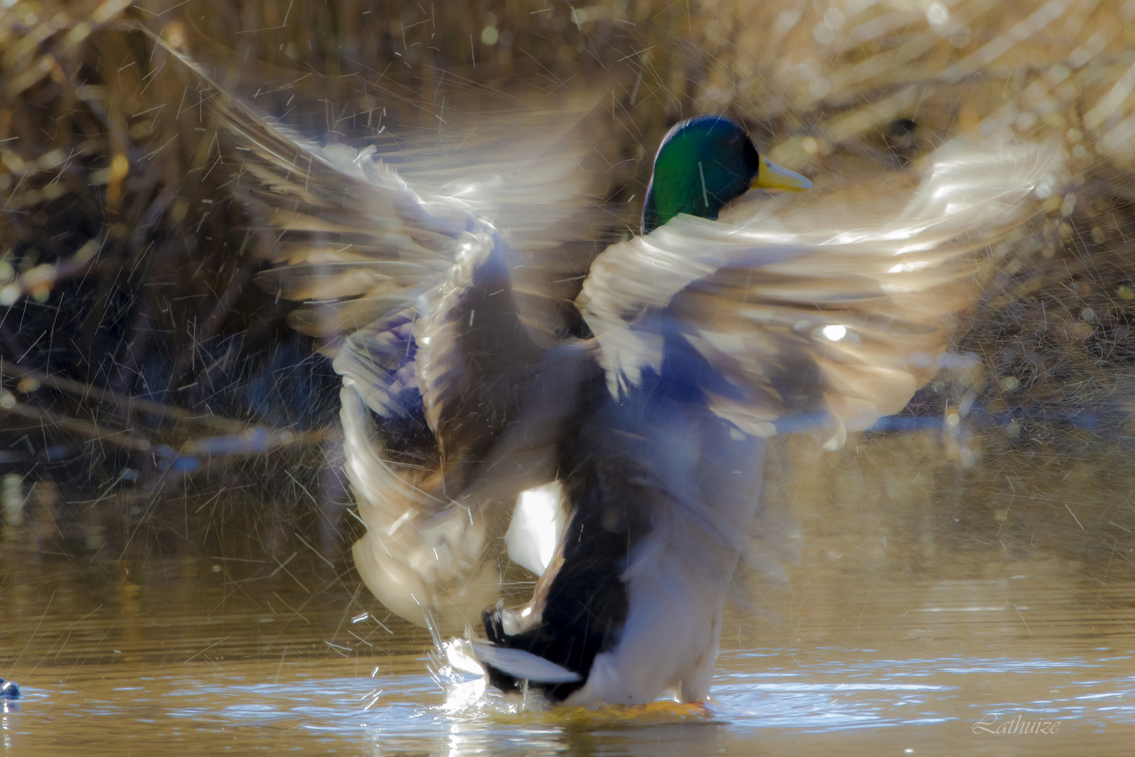 Canard délaqué !