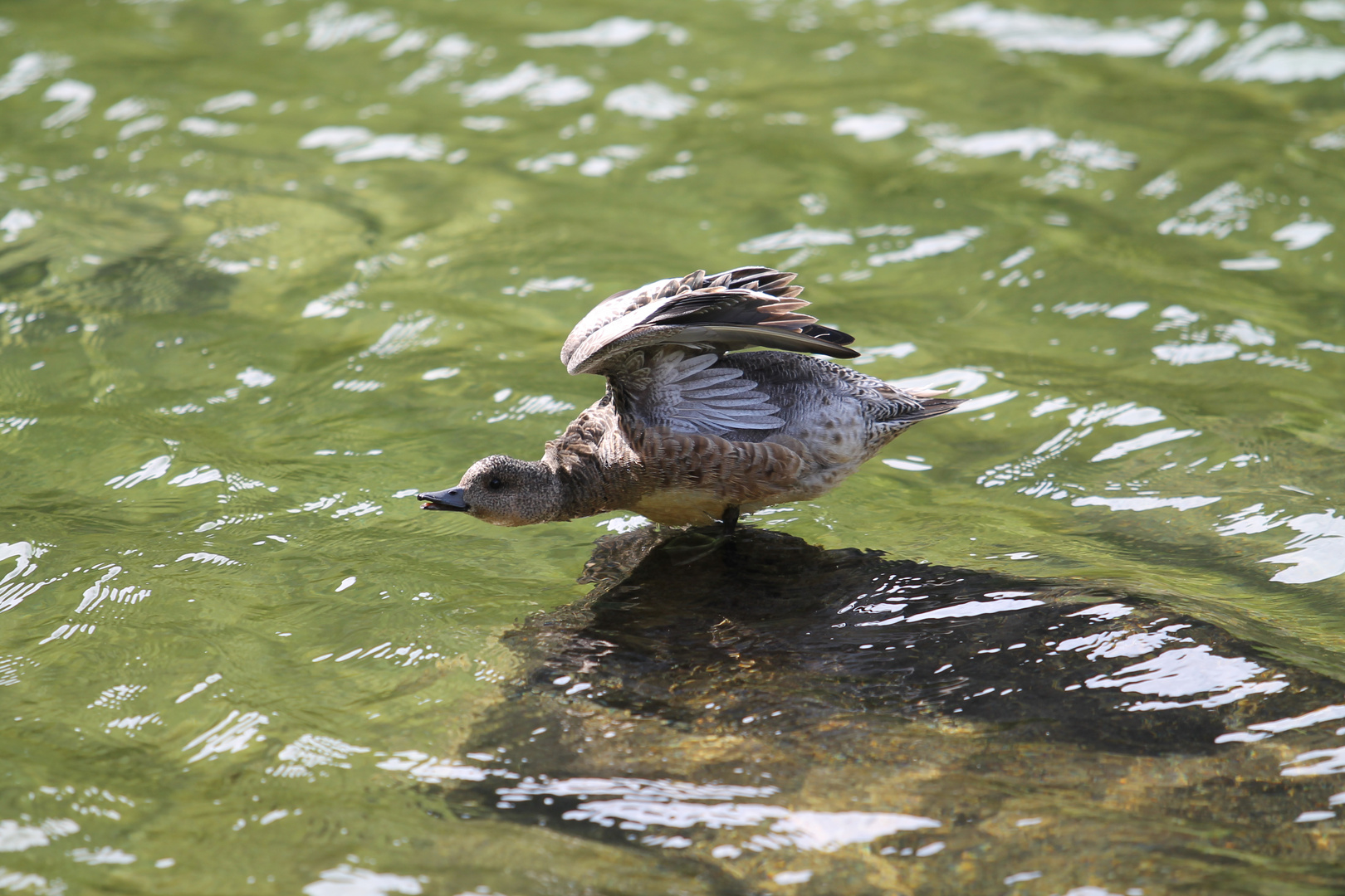 Canard d'Islande