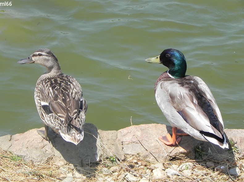 canard du parc de st cyprien