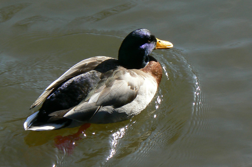 Canard