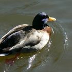 Canard