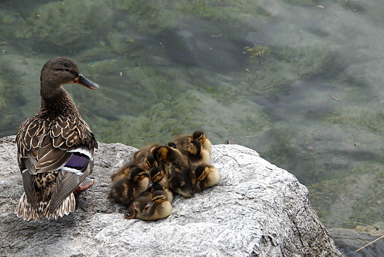 Canard en famille