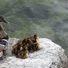 Canard en famille