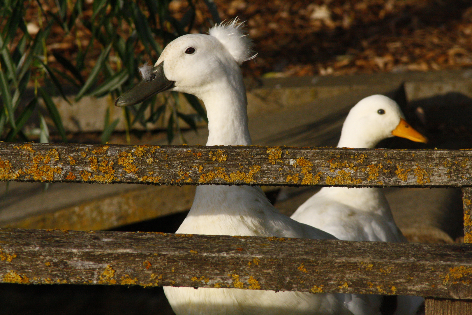 canard en folie