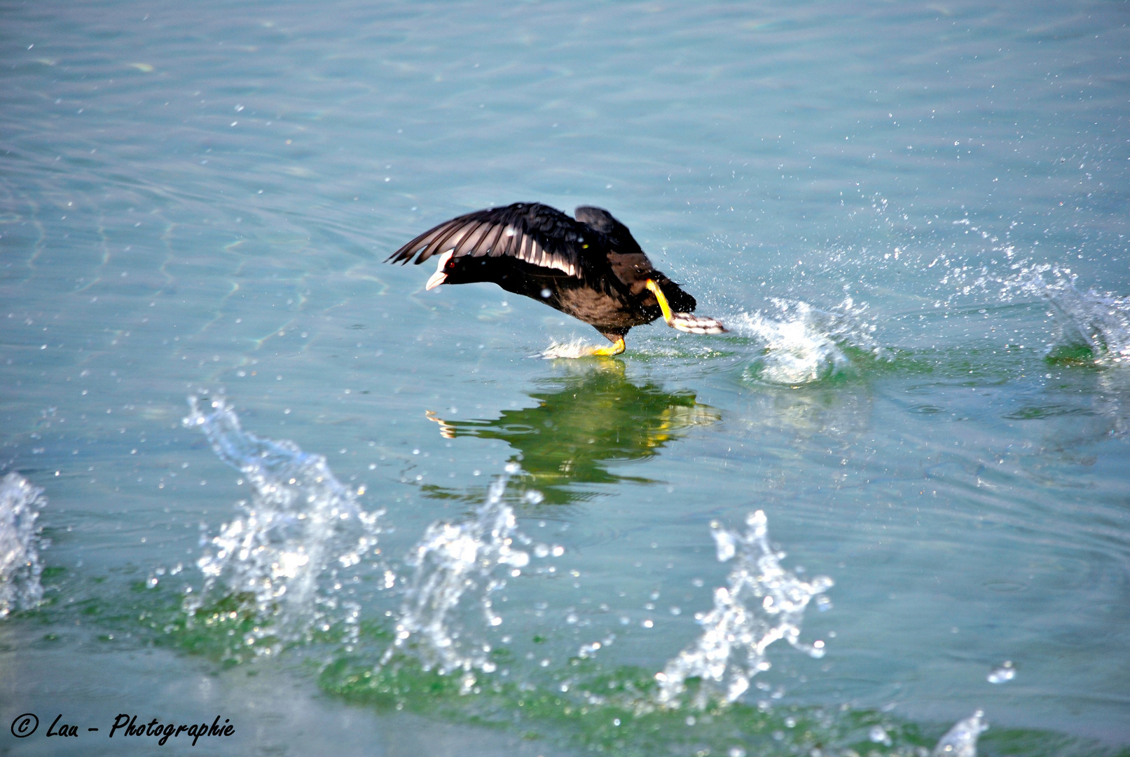 Canard en mouvements !