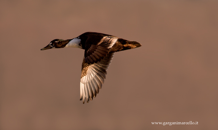 canard en vol