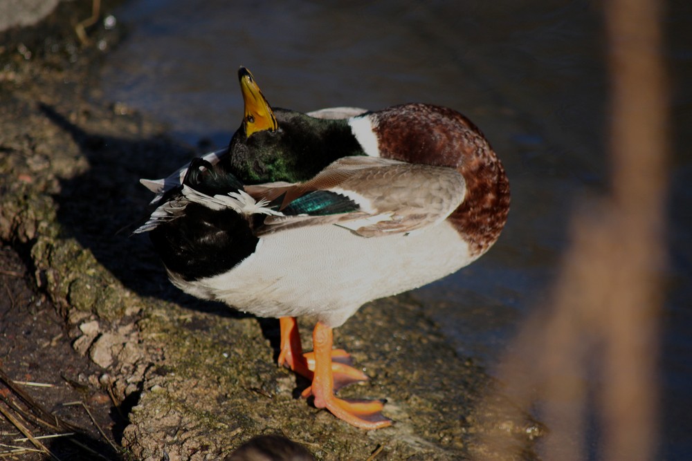 canard