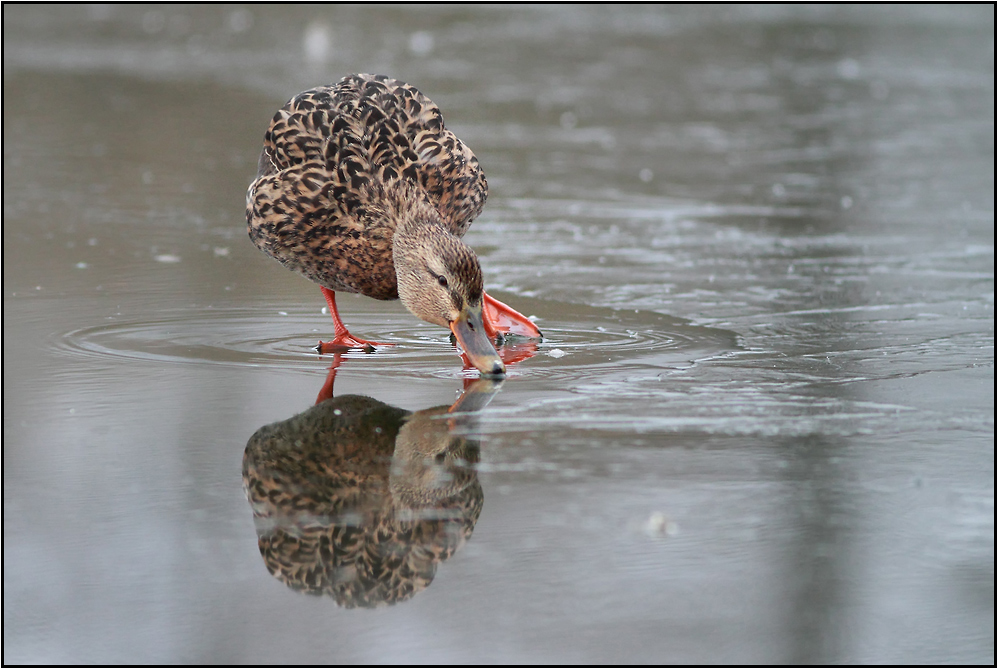 Canard glacé