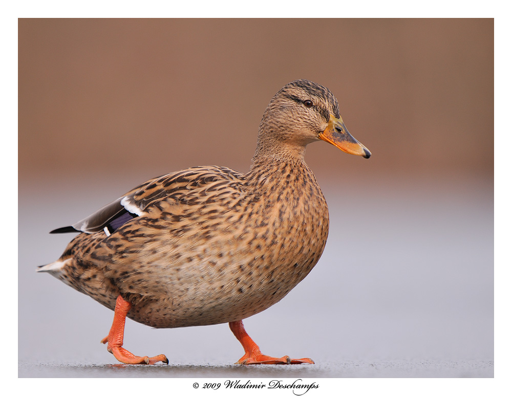 Canard glacé