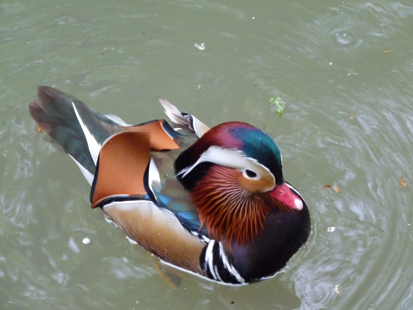 Canard Impérial