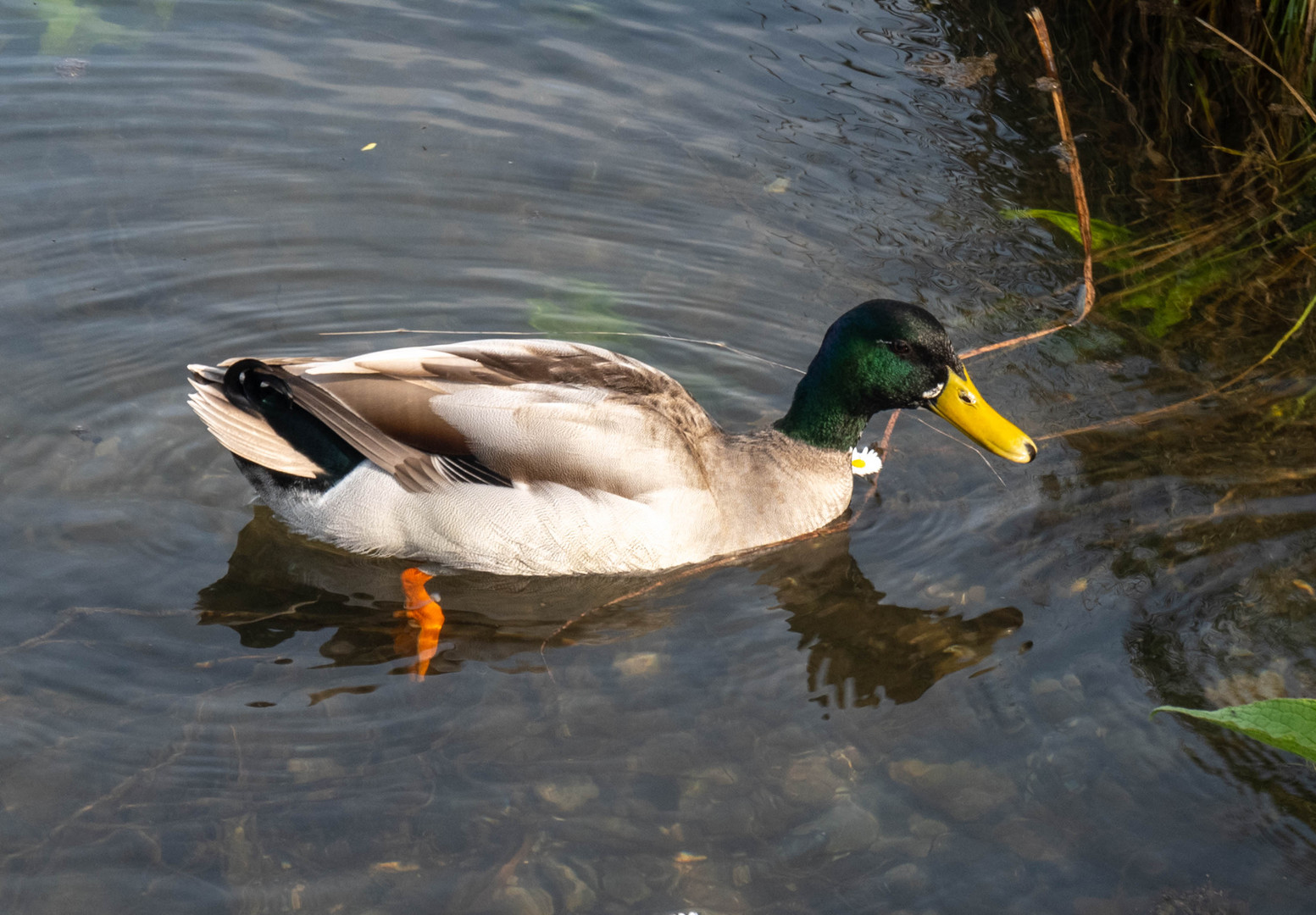 canard Incheville 1