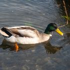 canard Incheville 1