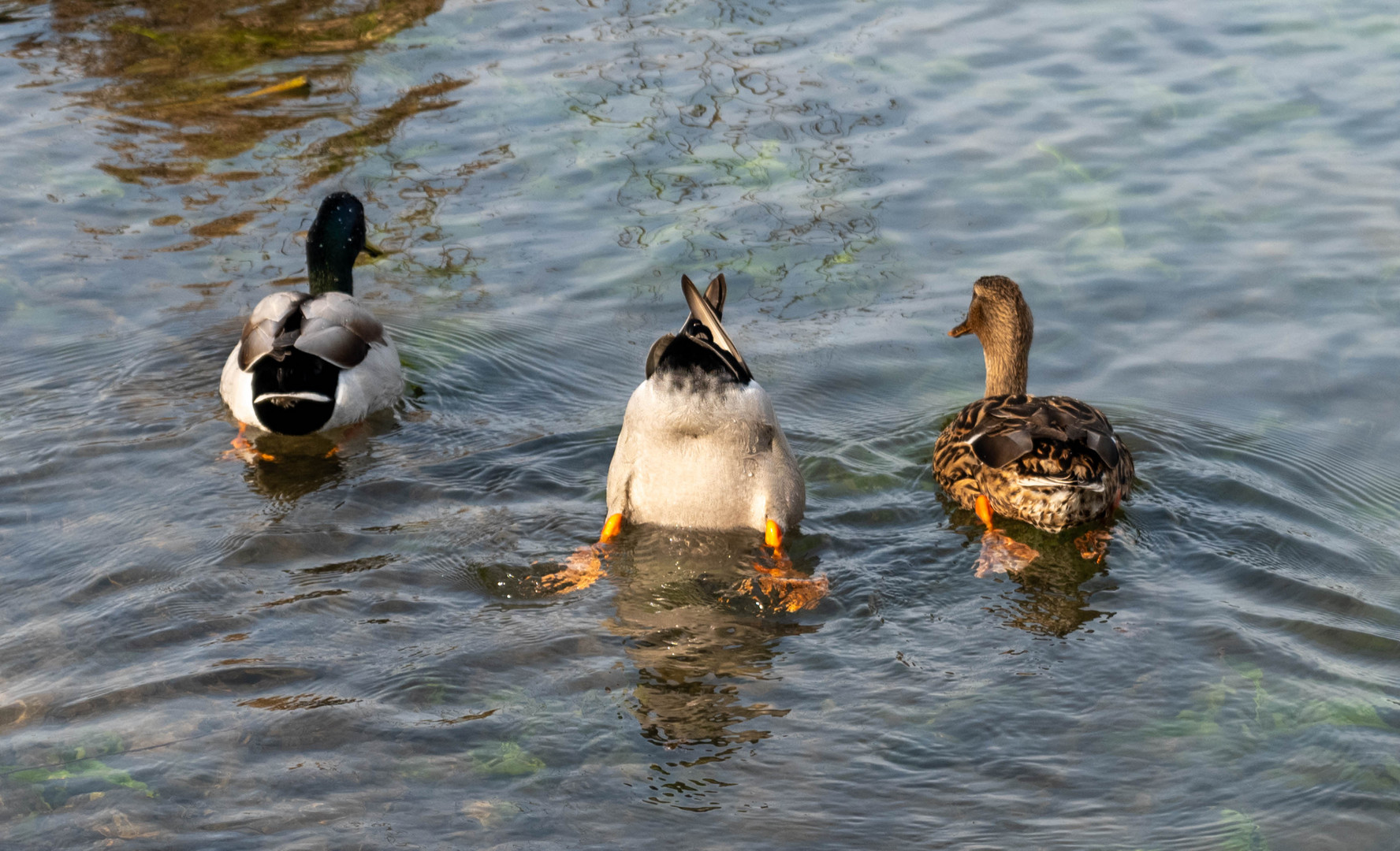 canard Incheville 2