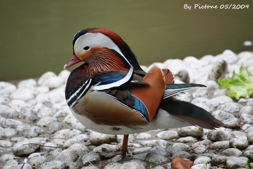 Canard madarin (Aix galericulata) mâle adulte