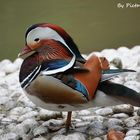 Canard madarin (Aix galericulata) mâle adulte