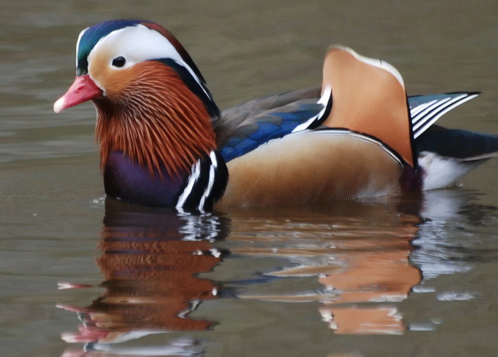 Canard mandarin