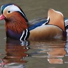 Canard mandarin