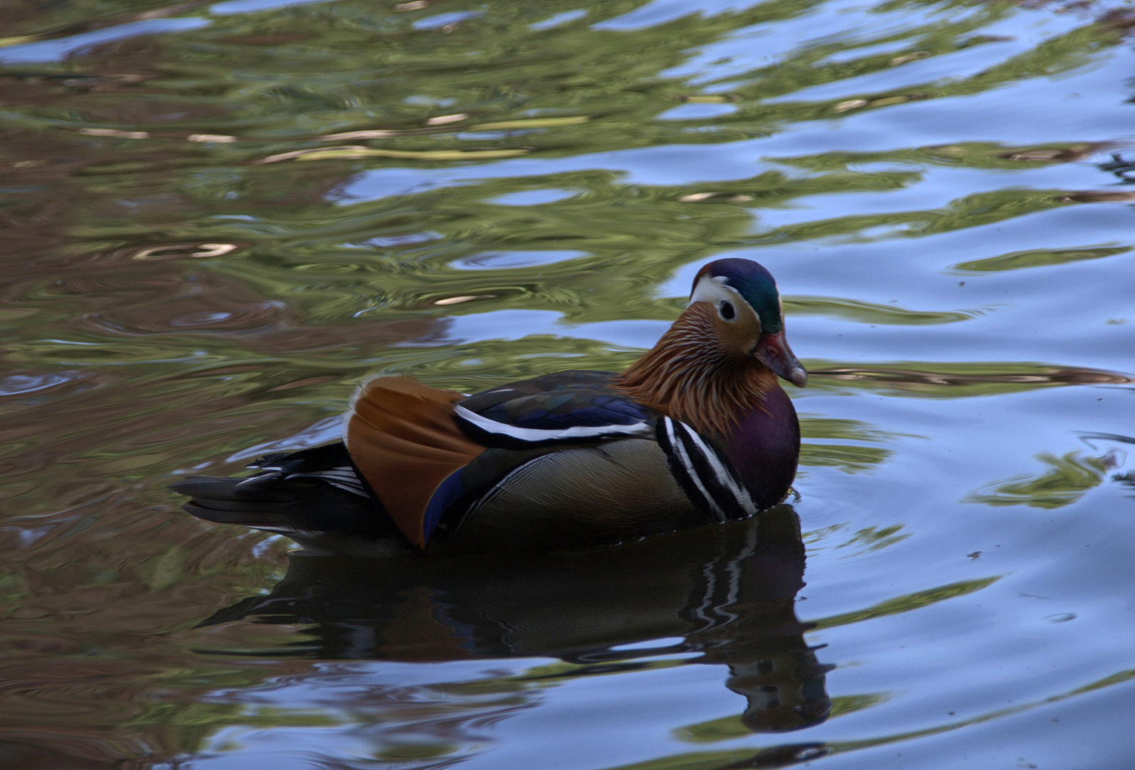 Canard mandarin