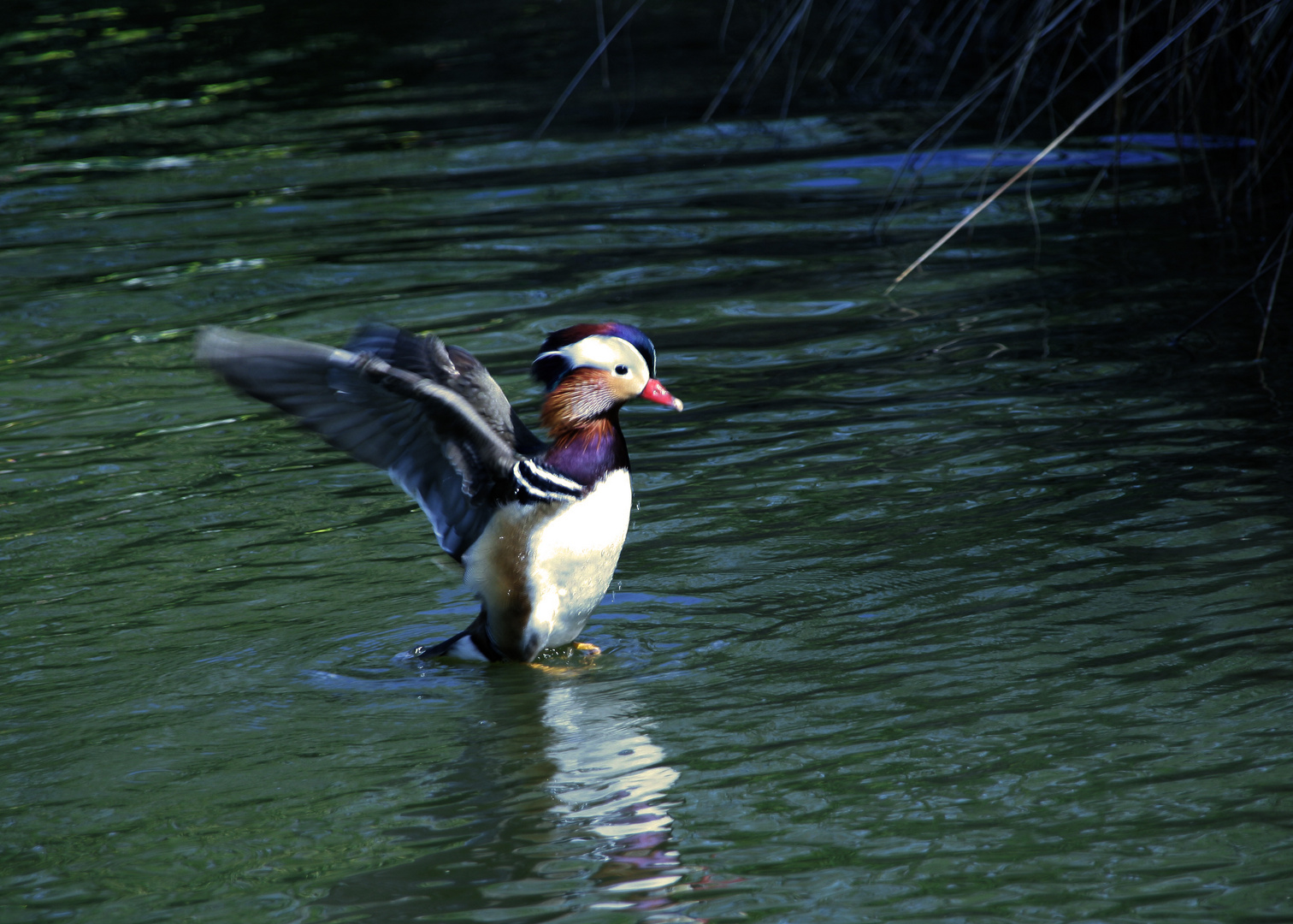 Canard mandarin