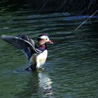 Canard mandarin