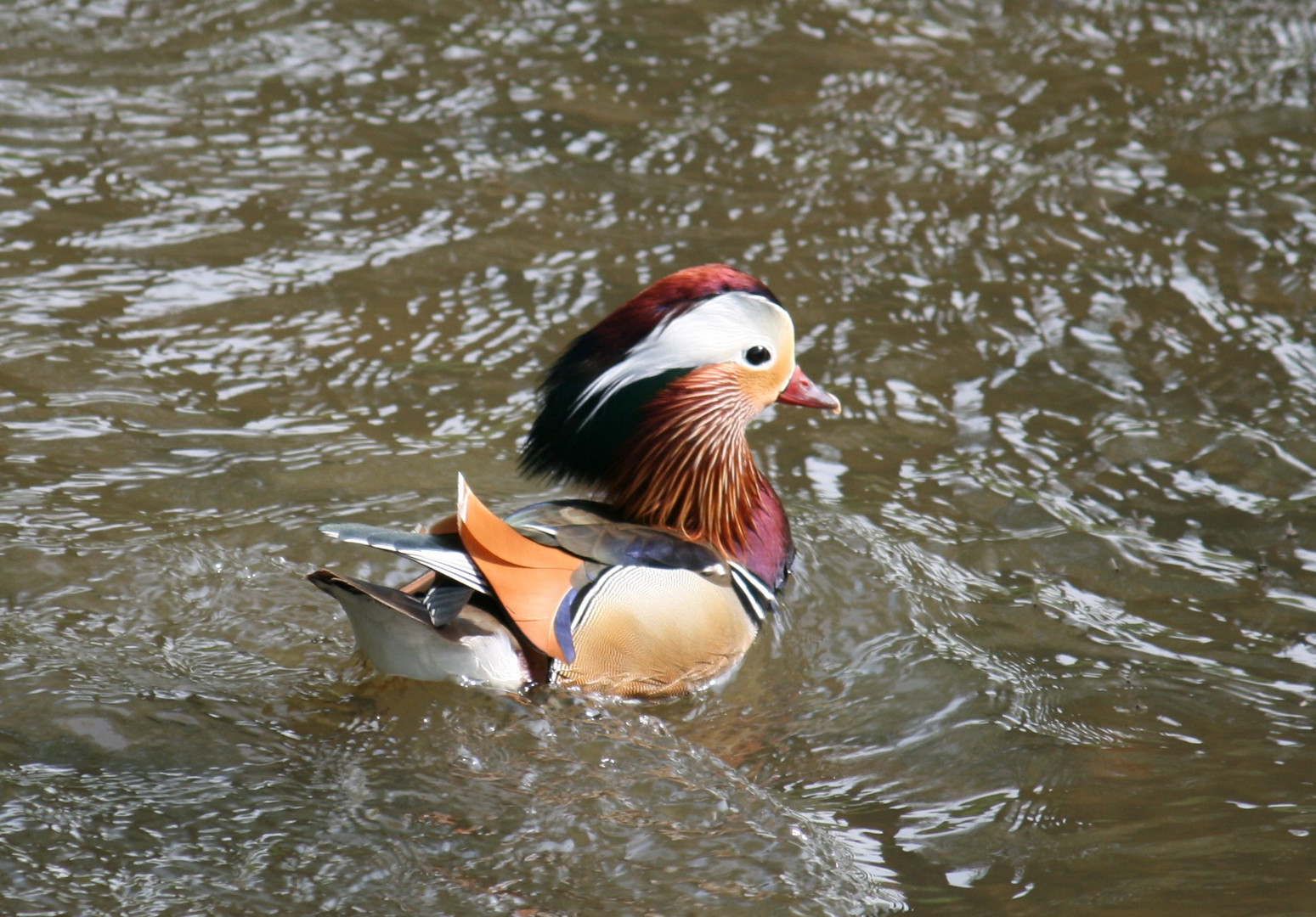 Canard Mandarin