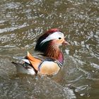 Canard Mandarin