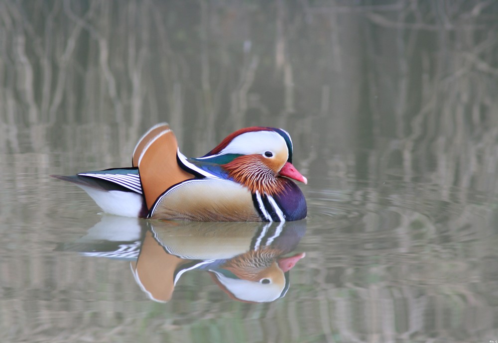 Canard mandarin