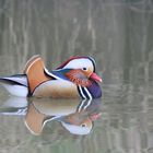 Canard mandarin