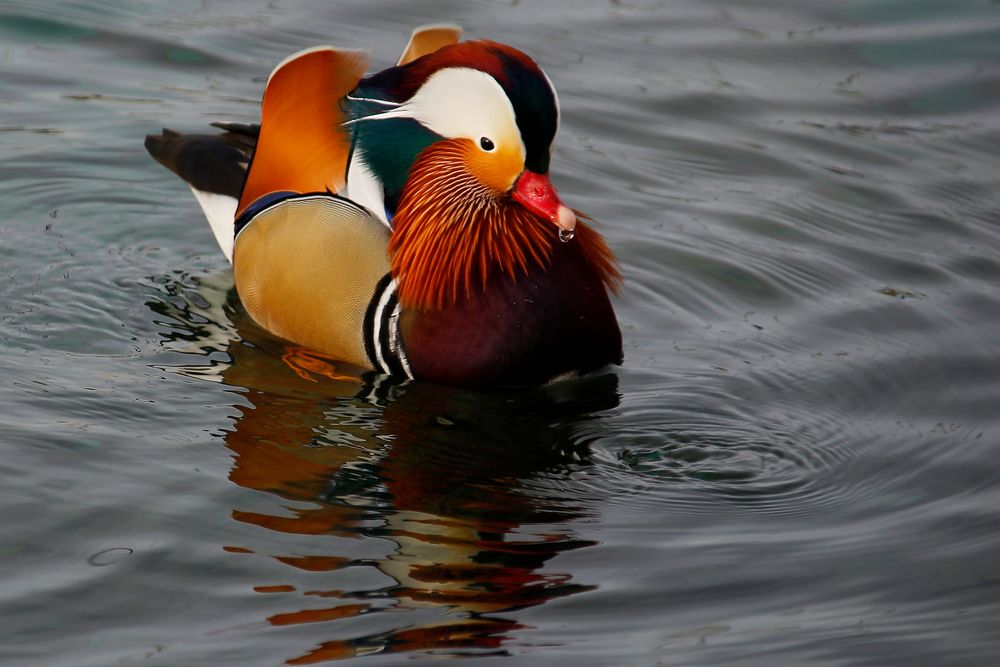 canard Mandarin