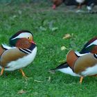 CANARD MANDARIN 