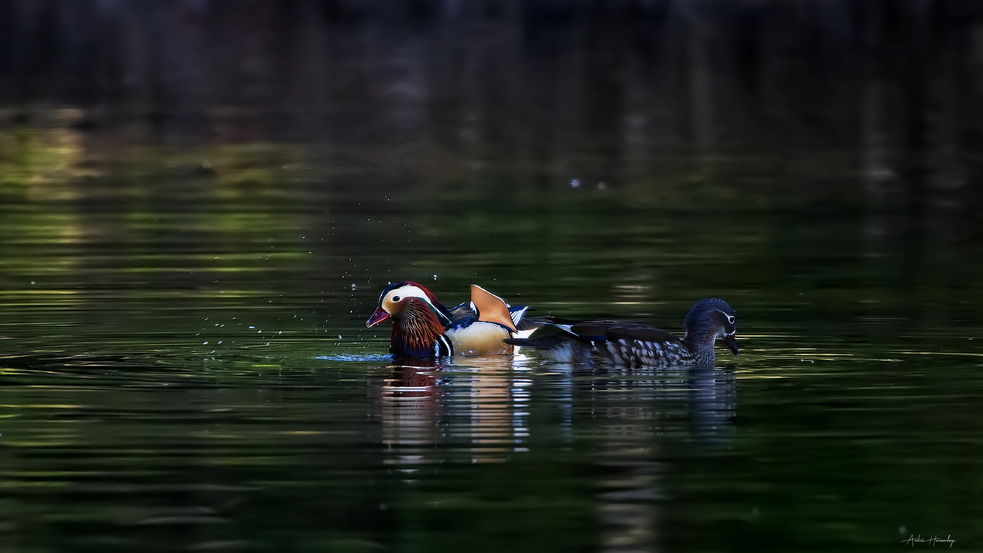 Canard mandarin