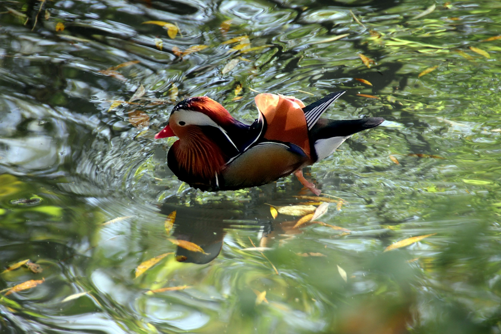 Canard mandarin