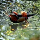 Canard mandarin