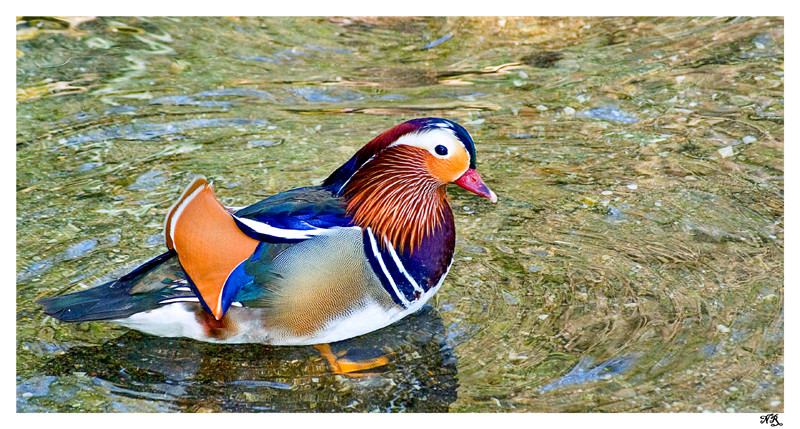 Canard Mandarin