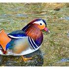 Canard Mandarin