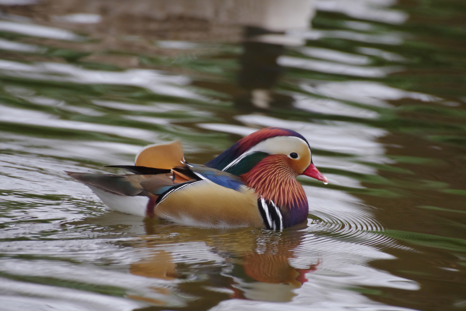 Canard mandarin