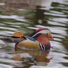 Canard mandarin