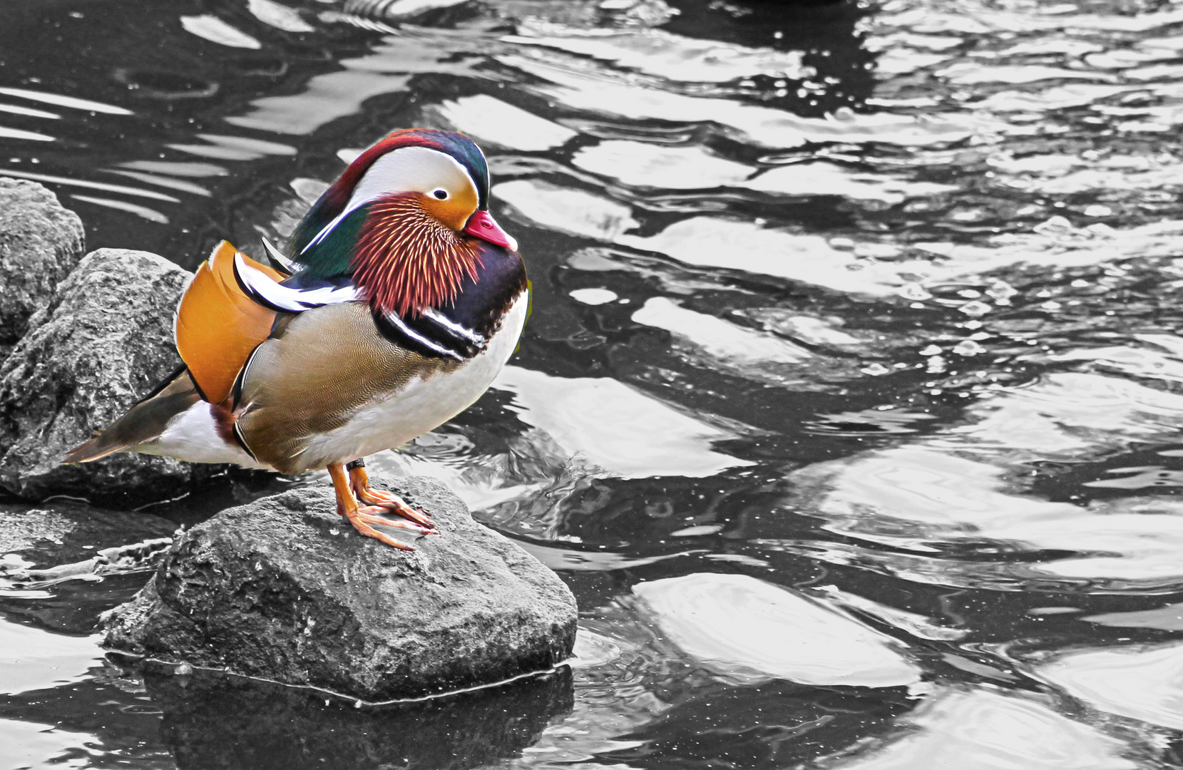 Canard mandarin