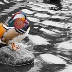 Canard mandarin