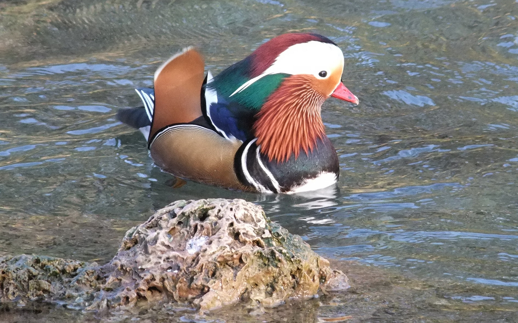 Canard Mandarin