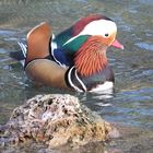 Canard Mandarin