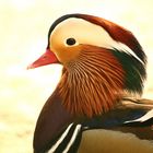 canard mandarin